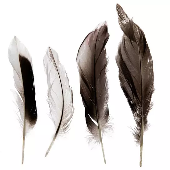 Duck Feathers